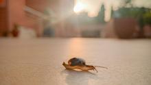 Snails are gastropod molluscs, and the term "snail" typically refers to those with a shell large enough for the animal to retract into.