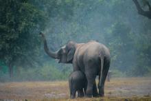 In the heart of the misty wilderness, a mother elephant stands tall and protective while her calf nestles beneath her, seeking comfort and nourishment. Her raised trunk seems to echo a call of resilience, strength, and connection to the forest she calls home.