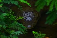 Photograph of a crocodile ready to prey