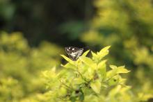 Butterfly in its own element I am new here 