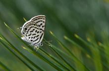 'Beauty lies in the details' - The broader diffuse dark border on the violet blue upper side and lack of spots are key markers of this big pierrot.
