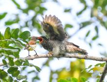 An example of Brood parasitism...a relatively small purple rumped sunbird is feeding a chick of gray bellied cuckoo...This is beauty of Mother Nature...